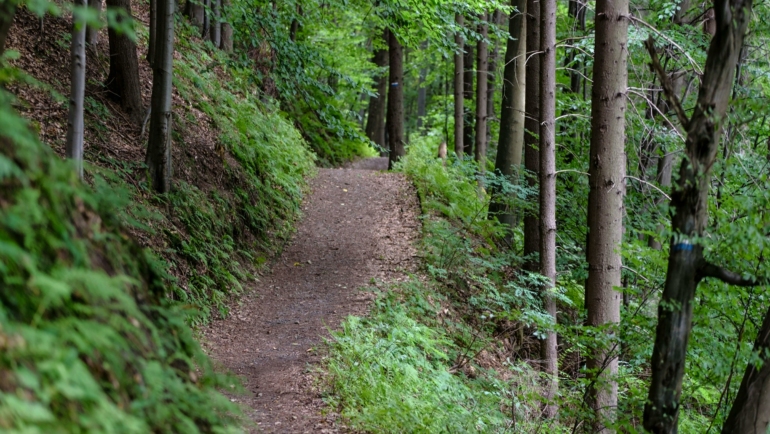 Ein schmaler Wanderweg schlängelt sich durch einen dichten, grünen Wald. Hohe Bäume stehen entlang des Pfades, und das Blätterdach lässt nur wenig Licht hindurch.