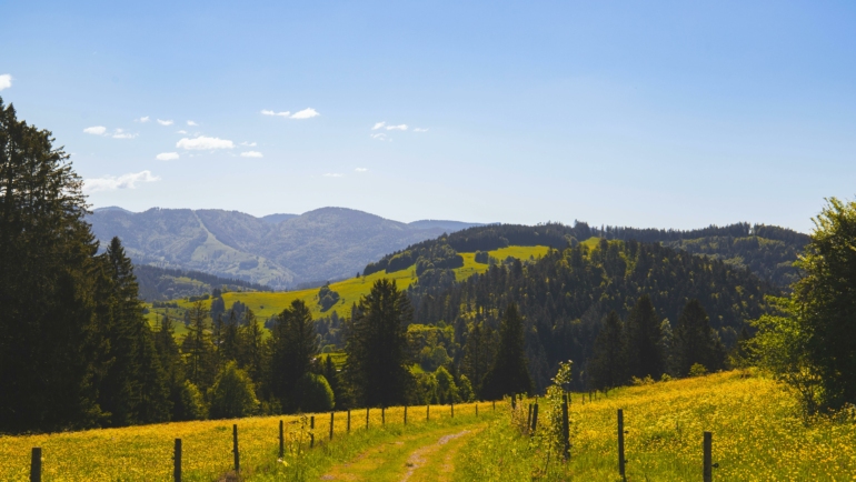 Ein malerischer Pfad führt durch eine Wiese voller gelber Blumen, umgeben von dichten Wäldern und sanften Hügeln im Hintergrund unter einem klaren blauen Himmel.
